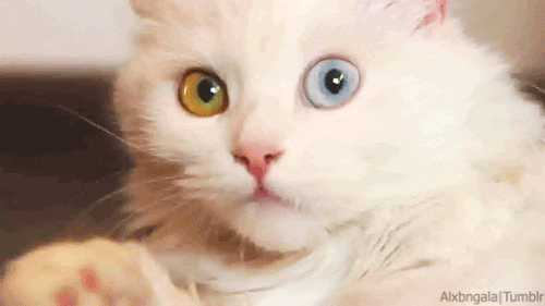 Gato Ojos GIFs