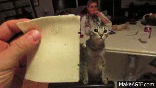 Кидают сыр. Сырный кот. Кот с куском сыра. Гиф кот и сыр. Гиф кот с сыром.