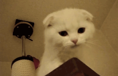 Peluché chaton charmant GIF - Trouver sur GIFER