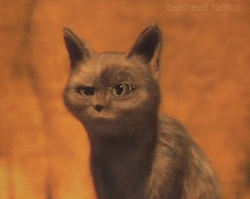 C4j.gif