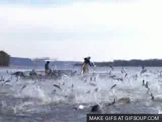 Animal guide GIF - Find on GIFER