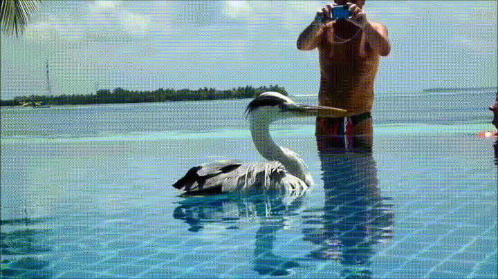 Speedo animation. Утки плывут. Гифка мужик плывет. Утка в ластах гиф. Speedo анимация.