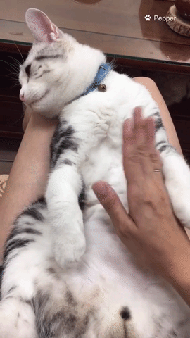 Gatinhos Love Cat Gif Find On Gifer