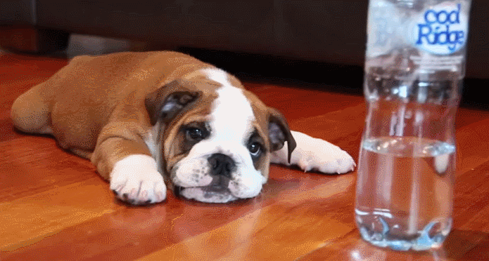 Agua perrito GIF - Buscar en GIFER
