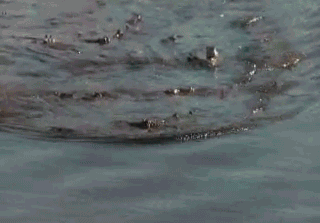 CNvN.gif