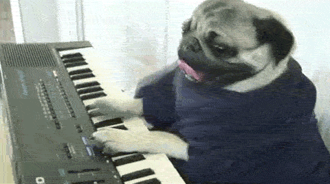 Pug Moist Play Gif Find On Gifer Pug Moist Play Gif Find On Gifer