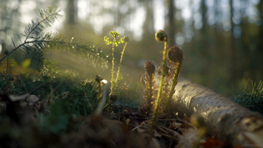 Spring  Cinemagraph, Gif, Animation