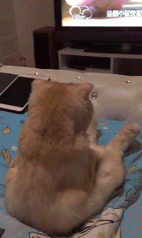CTyz.gif