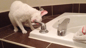 Кот открыл кран. Кошка в ванной. Кот в ванной гиф. Кран ванная gif. Кот кран вода gif.