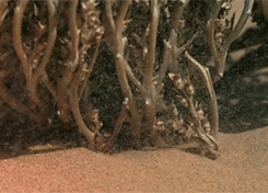 Замедление растений. Predatory Plant gif. Roll Tumbleweed icon cartoon vector. Gif Dry Bush. Dust Plant гиф