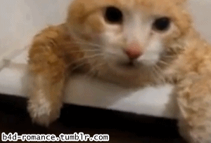 Gif Meus Humour Gata Animated Gif On Gifer