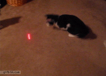Image result for cat laser pointer gif