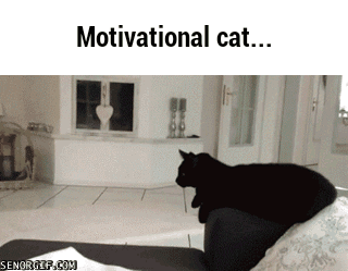 motivational cat gif