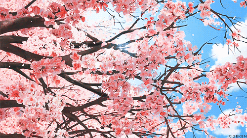The Cherry Blossoms, Les Cerisiers - Sarah Hetu, WRITER