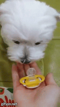 Psa GIF - Find on GIFER