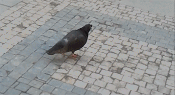 Bird personal pigeon GIF - Find on GIFER