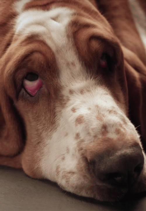 basset hound, животное, - анимированный gif собака, i wanted to make it wit...
