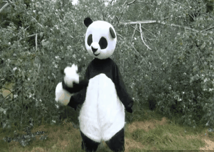 Панда собирает в круг ремикс. Танцующая Панда. Панда танцует. Танцующая Панда гиф. Смешная Танцующая Панда.