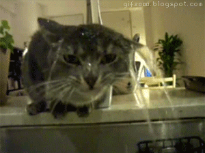 Cat Humor #5