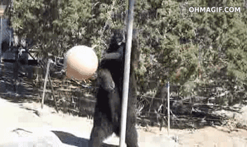 Funny bear playing GIF - Find on GIFER