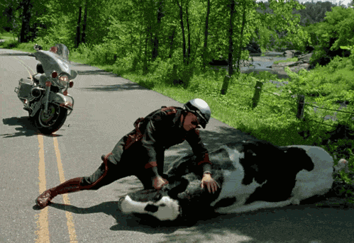 5 Most Funniest Cows gifs in gifer