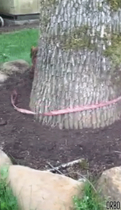 GIF animal looped - animated GIF on GIFER