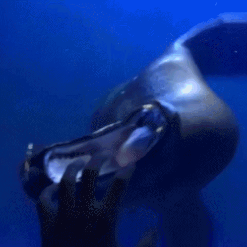 Chomp GIF - Find on GIFER