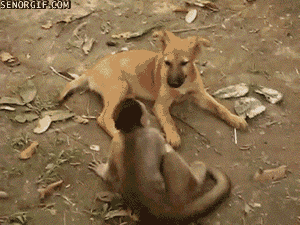 Dog monkey tickles GIF - Find on GIFER
