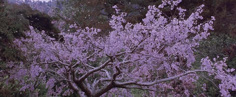 GIF cherry blossom - animated GIF on GIFER