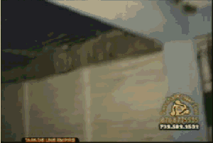 GIF club pro jamaican animated GIF on GIFER