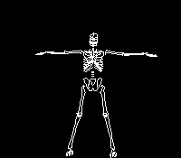 Bones animation