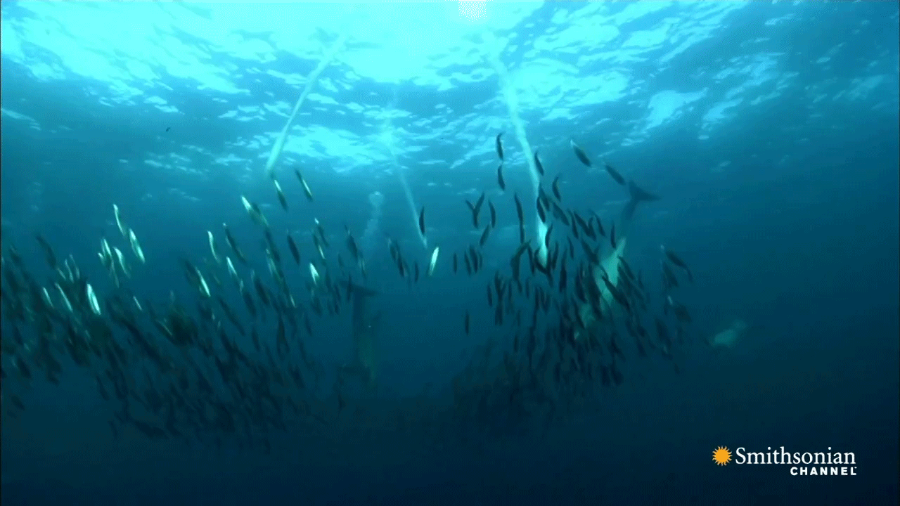 Передвижение рыб в воде. Море под водой. Под водой анимация. Рыба плавает. Дно океана гиф.