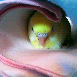 GIF vogel oiseau pajaro - animated GIF on GIFER