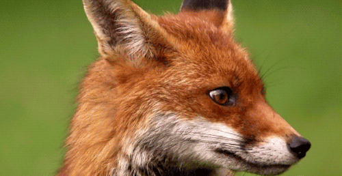 Fox Animal Natural - Free GIF on Pixabay - Pixabay