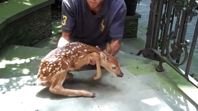 Image result for newborn deer gif