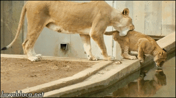 Gif Lioness Bebe Pousse Animated Gif On Gifer