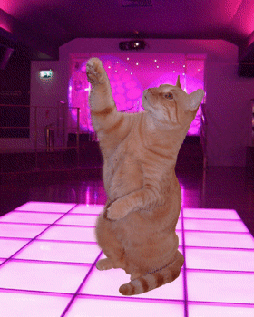 Qui danse chat Le Chat