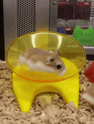 Run runaway GIF Find on GIFER