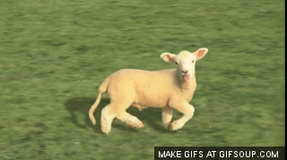 GIF lamb - animated GIF on GIFER