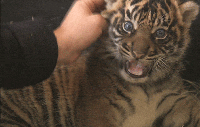 Kittens adorable tigers GIF - Find on GIFER