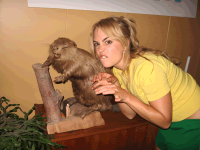 Beaver castor GIF - Find on GIFER