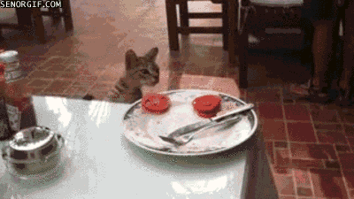 Voleur chaton tomate GIF - Trouver sur GIFER