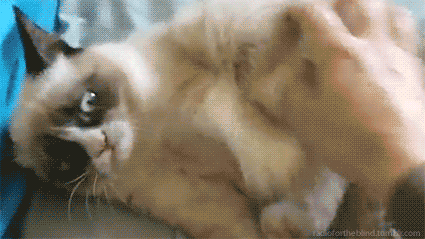 Kitties funny cat GIF - Find on GIFER