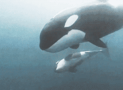 Orca mother and calf
