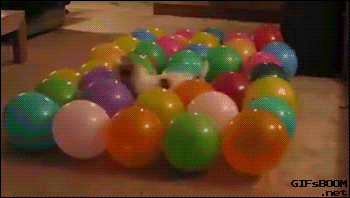 Гифка, собака, воздушный шар, globo, гиф, gif, перро, анимация шар, bola, м...