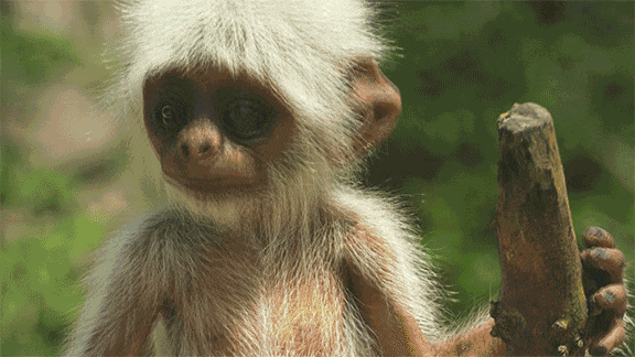 GIF cute animals nature - animated GIF on GIFER - by Sternbringer