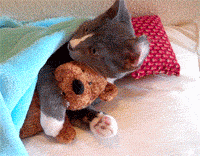 cat cuddling teddy bear
