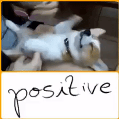 Happy cute dog GIF - Find on GIFER