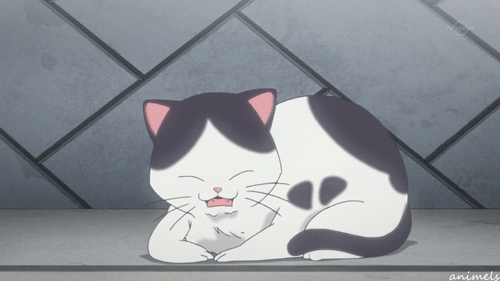 cute animal cute anime gif