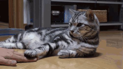 Chat ridicule drôle amusant GIF - Trouver sur GIFER